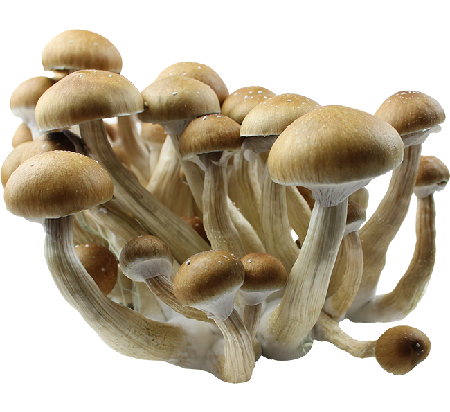 Psilocybe Cubensis PES Amazonian Spores Print